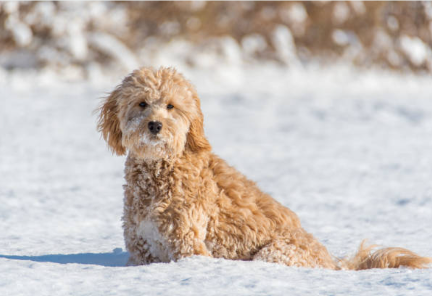 19 minigoldendoodlehub.us- Mini Goldendoodle Hub