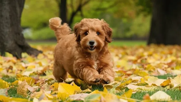 F1-miniature-Goldendoodle