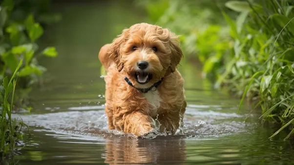 F1BB-Mini-Goldendoodle