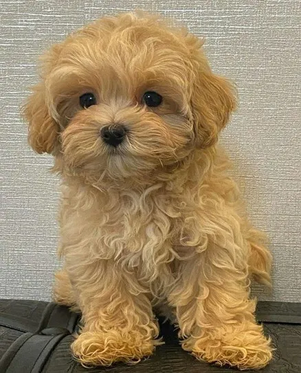 F1bb-Mini-Goldendoodle