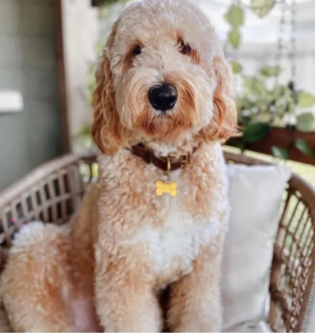 F2-Mini-Goldendoodle