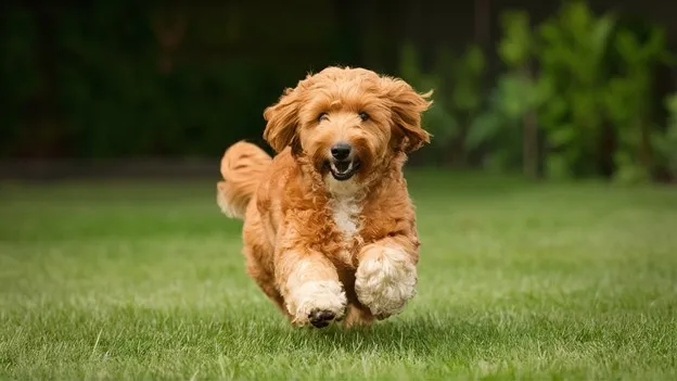 F2-Mini-Goldendoodle