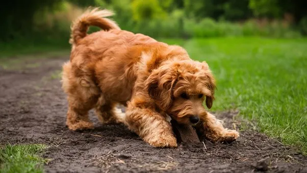 F2B-Mini-Goldendoodle