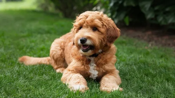 F2B-Mini-Goldendoodle