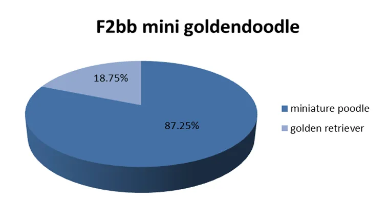 F2BB-Mini-Goldendoodle