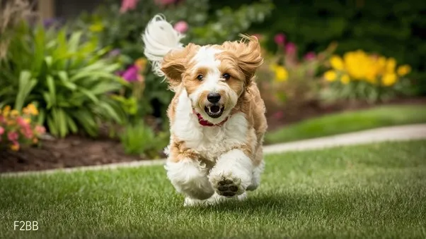 F2BB-Mini-Goldendoodle