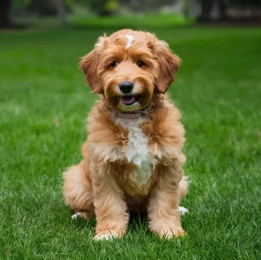 F2BB-Mini-Goldendoodle