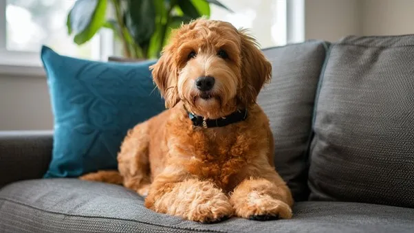F2BB-Mini-Goldendoodle