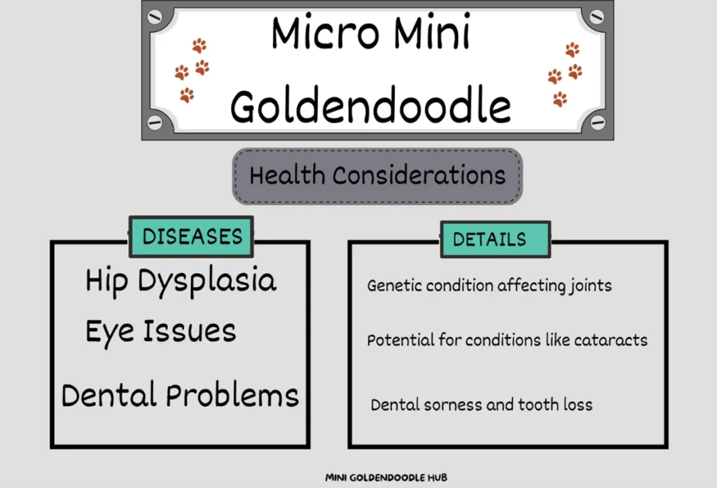 Micro-Mini-Goldendoodle-Health-Issues