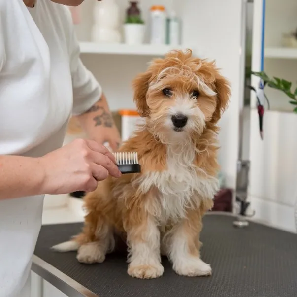 Micro-Mini-goldendoodle-Care