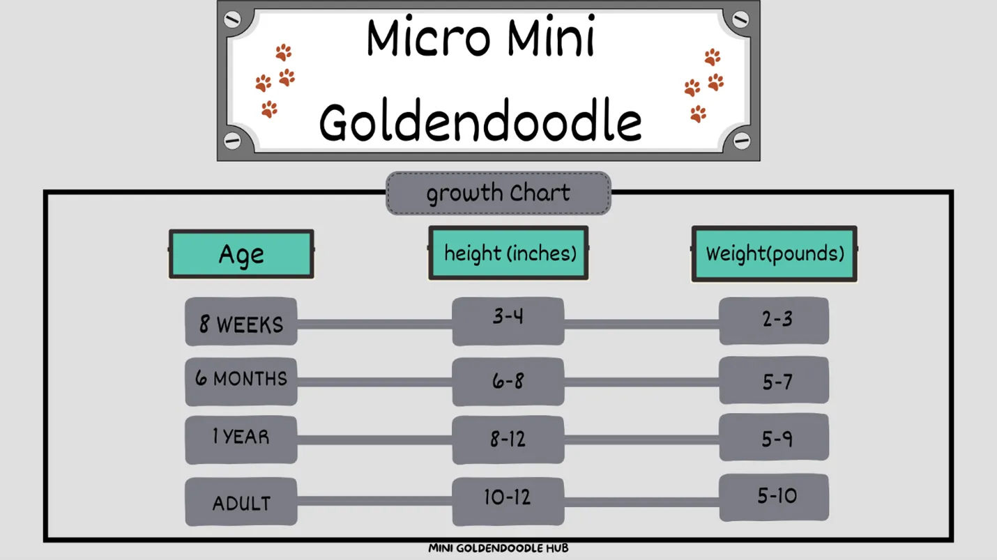 Micro-mini-goldendoodle-Growth-Chart