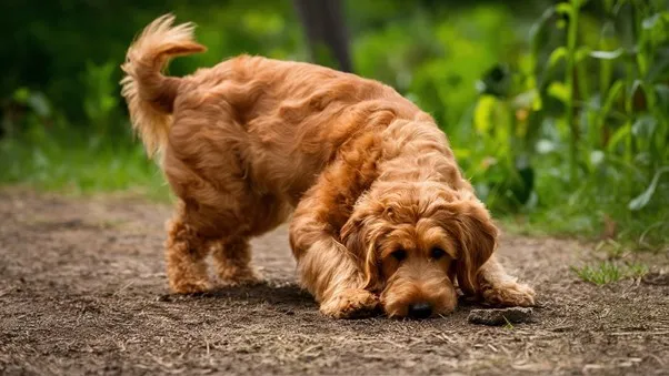 Mini-Goldendoodle-Digging