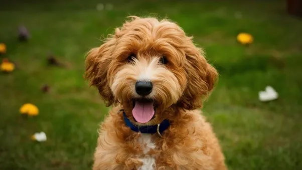 Mini-Goldendoodle-Hypoallergic