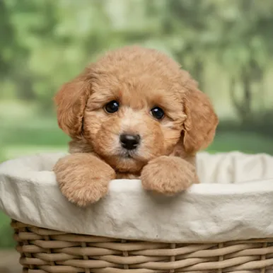 Mini-Micro-goldendoodle