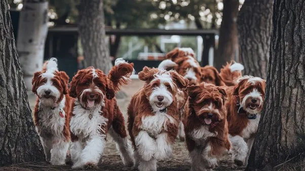 Multigen-Mini-Goldendoodle-Appearance