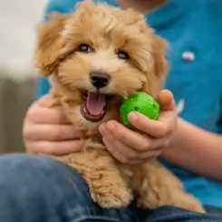 Personality and Temperament of Mini Teacup Goldendoodle minigoldendoodlehub.us- Mini Goldendoodle Hub