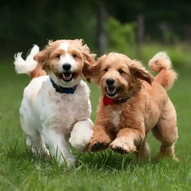 Playful-Mini-Goldendoodle