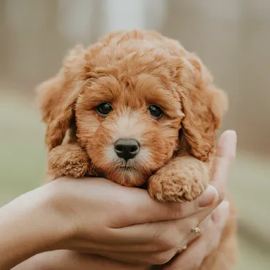 Pocket-sized-Micro-Mini-Goldendoodle