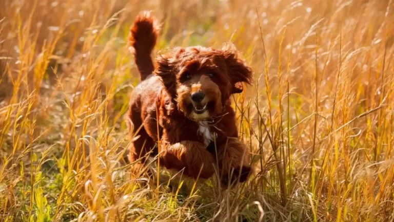 Red-Mini-Goldendoodle