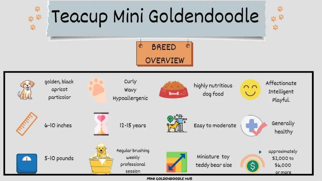 Teacup Mini Goldendoodle Overview