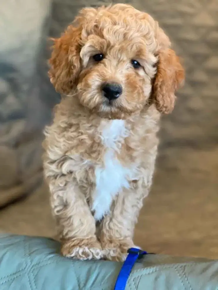 Adopt a Mini Goldendoodle