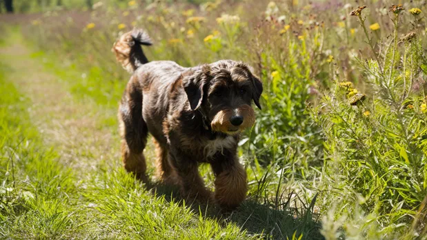 Brindle Mini Goldendoodle