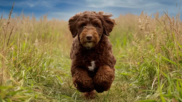 Chocolate Mini Goldendoodle