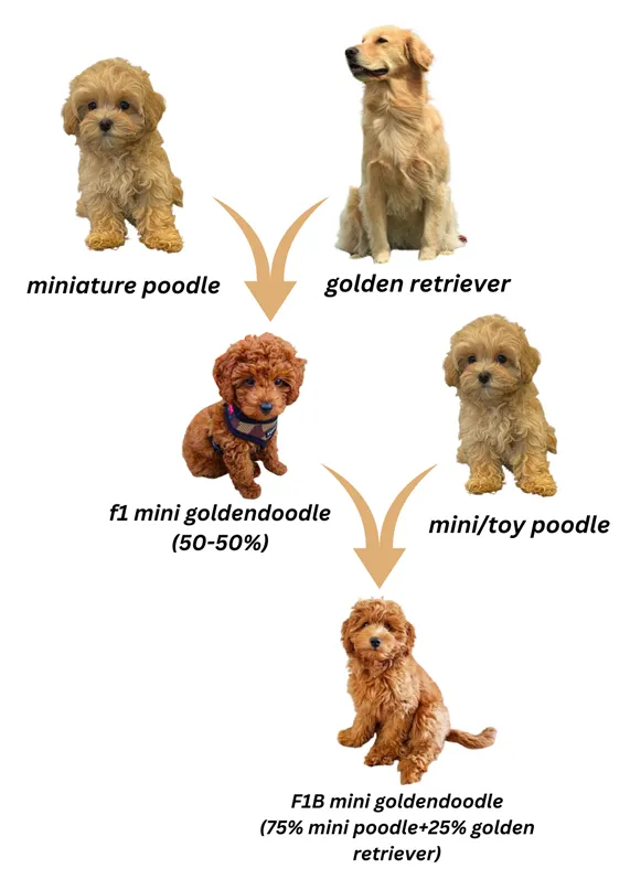 F1B Mini goldendoodle Breed overview