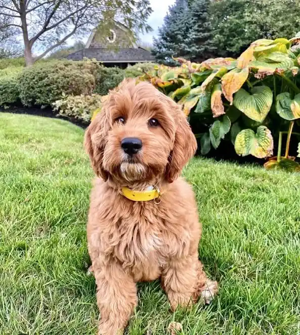 F1B Mini Goldendoodle