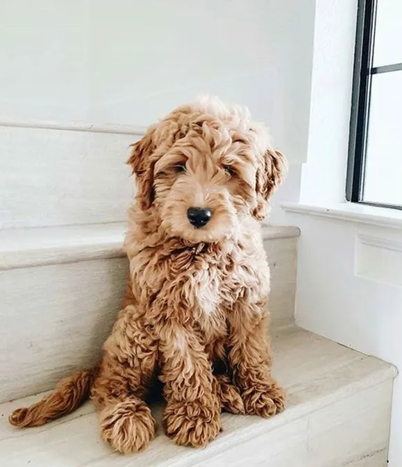 F1B Mini Goldendoodle