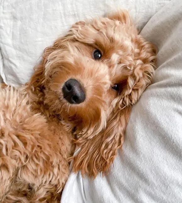 F1B Mini goldendoodle