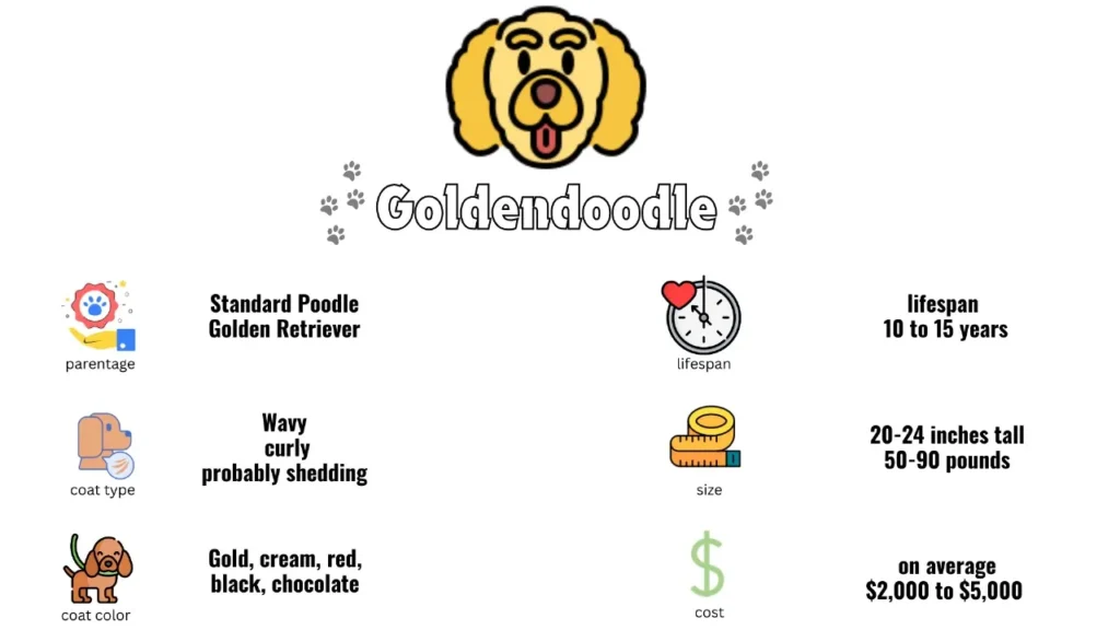  Goldendoodle Breed Overview