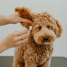 micro-mini-goldendoodle-Ear-cleaning