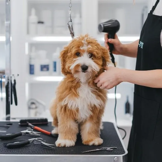 micro-mini-goldendoodle-Grooming