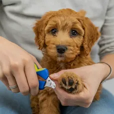 micro-mini-goldendoodle-Nail-Trimming