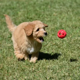 micro-mini-goldendoodle-Training