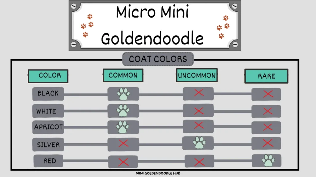 micro-mini-goldendoodle-colors