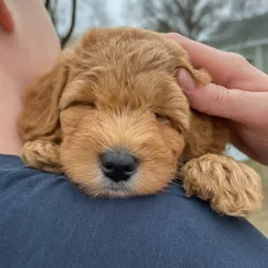 micro-mini-goldendoodle-personality