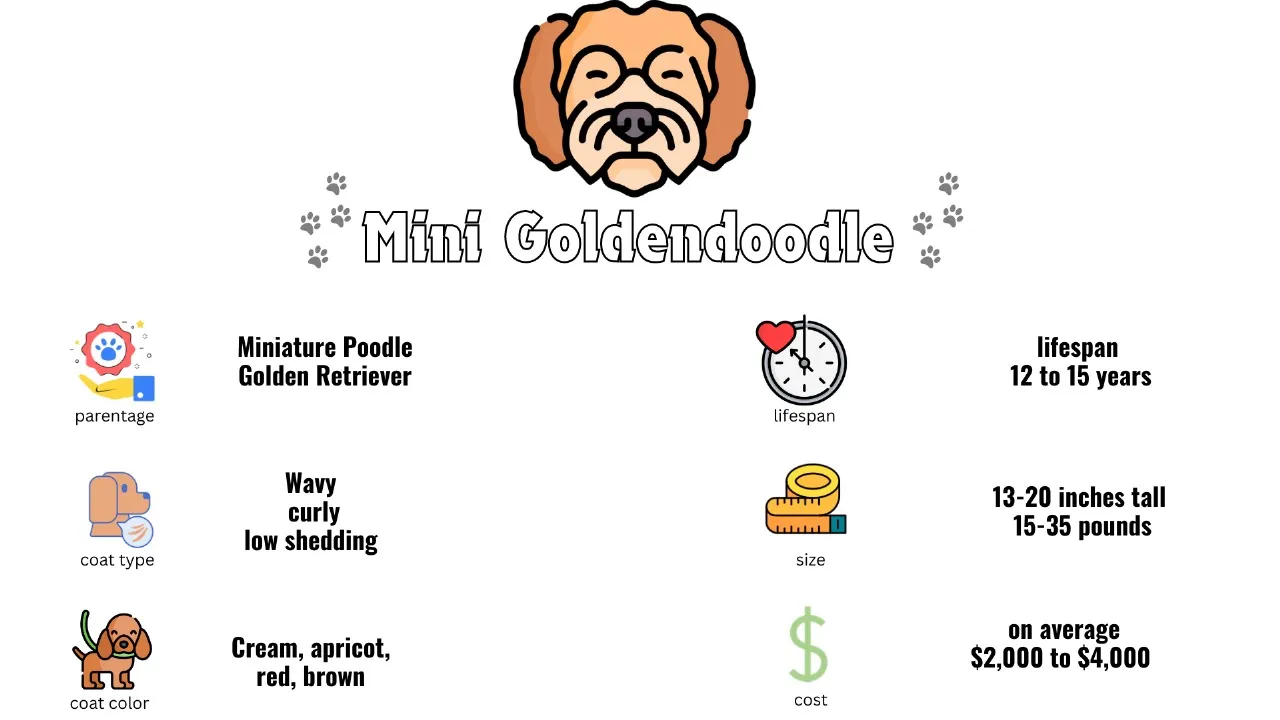 Mini Goldendoodle Breed Overview