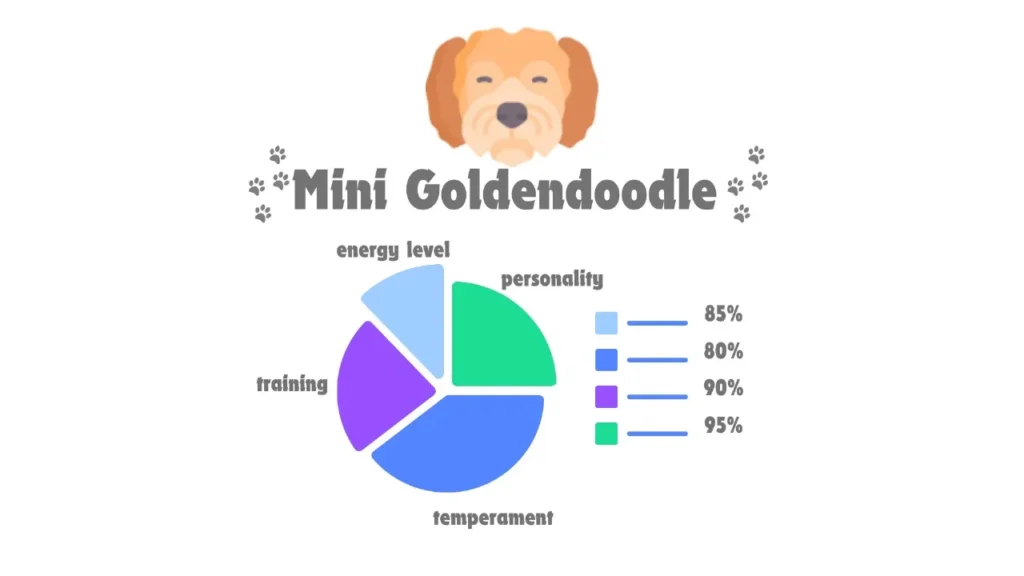 Mini Goldendoodle Facts