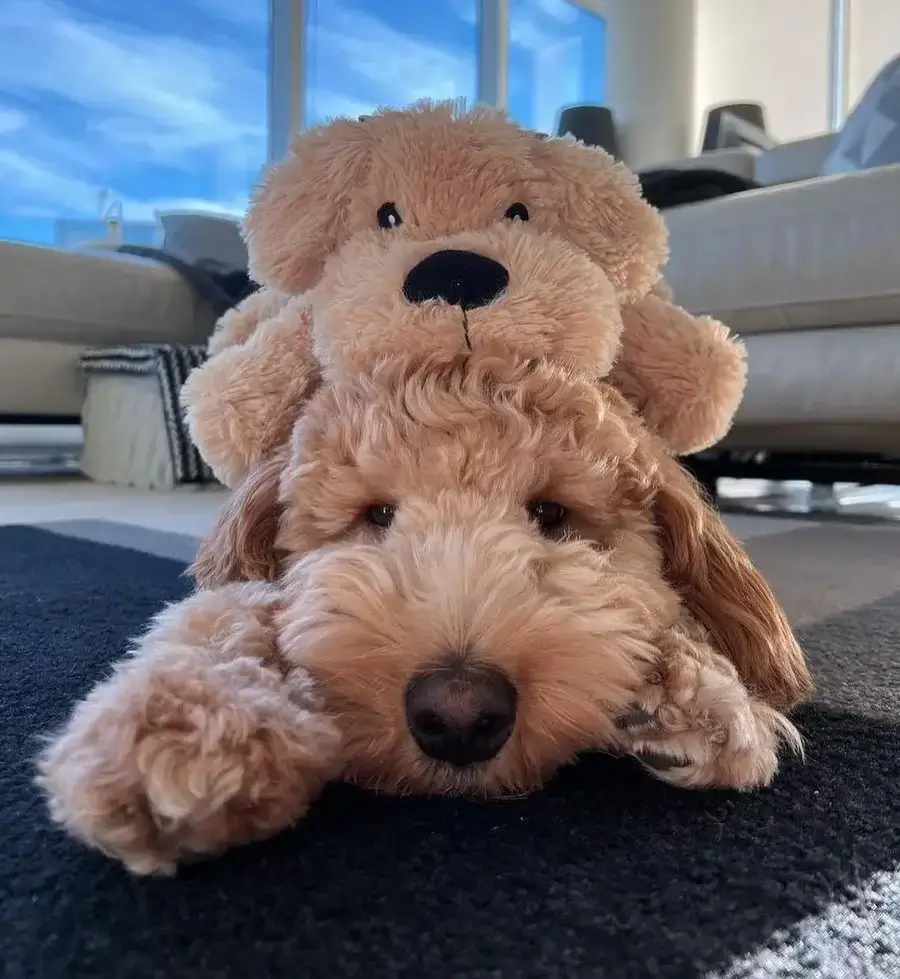 Mini Goldendoodle