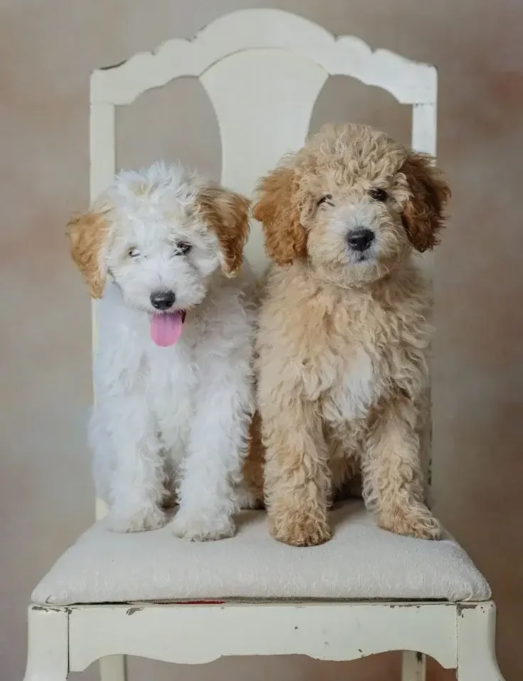 Mini Goldendoodle size