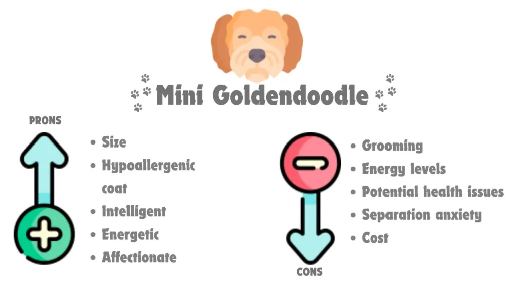 Mini Goldendoodle pros and cons