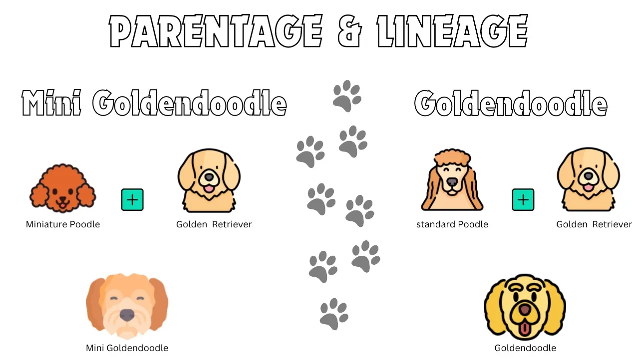 Mini Goldendoodle vs Goldendoodle parents