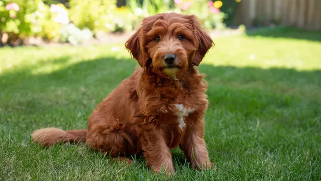 Red Mini Goldendoodle