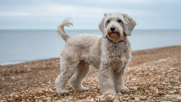 Silver Mini Goldendoodle