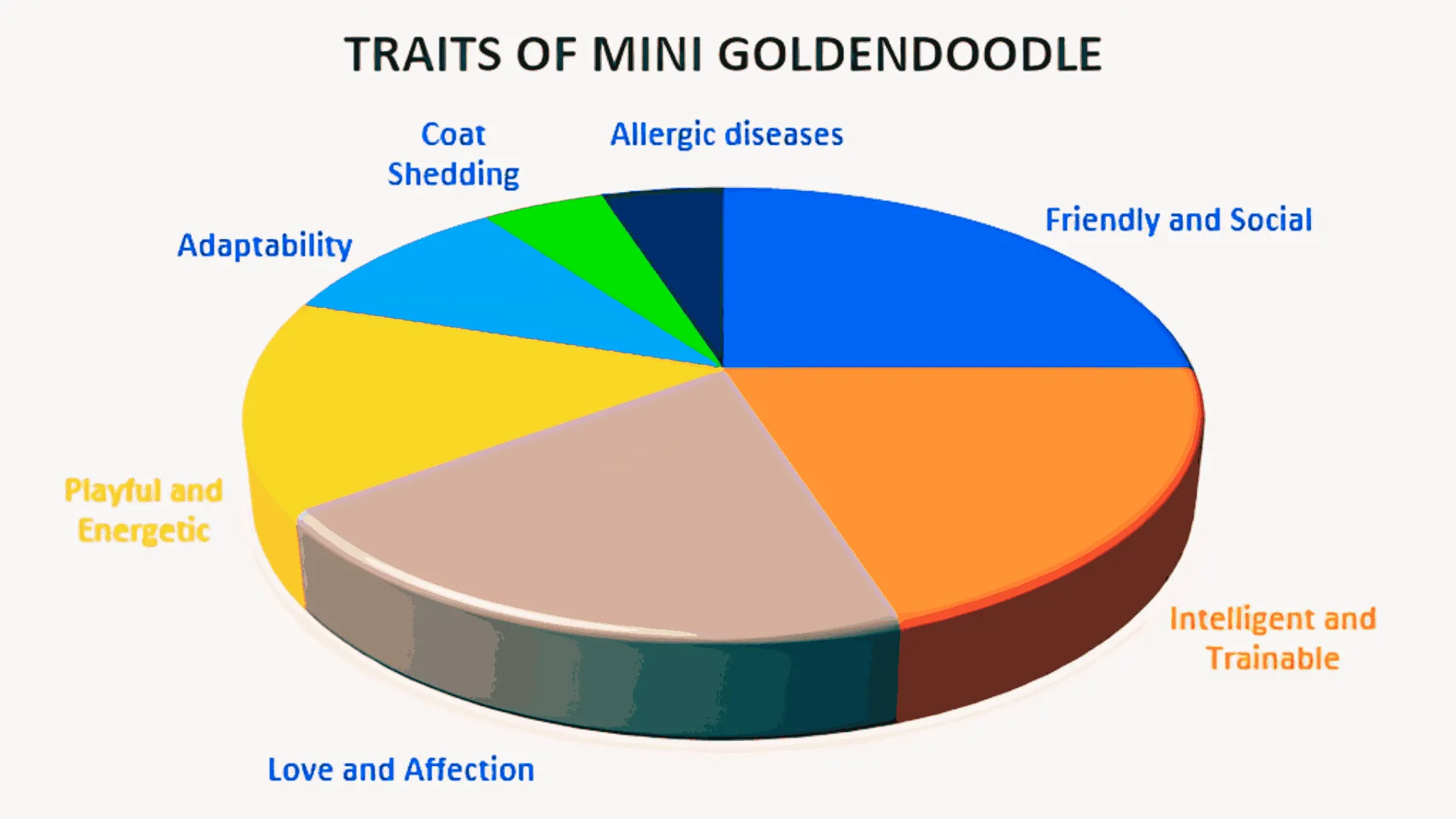 Traits-of-mini-goldendoodle