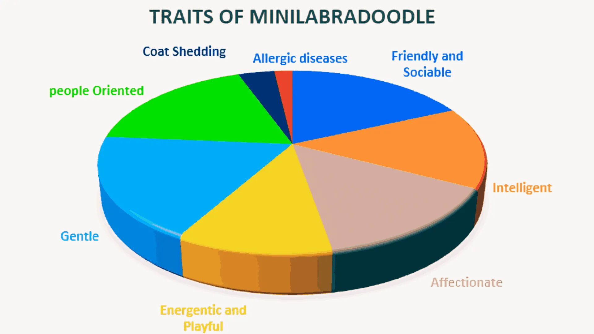 Traits-of-Mini-Labradoodle