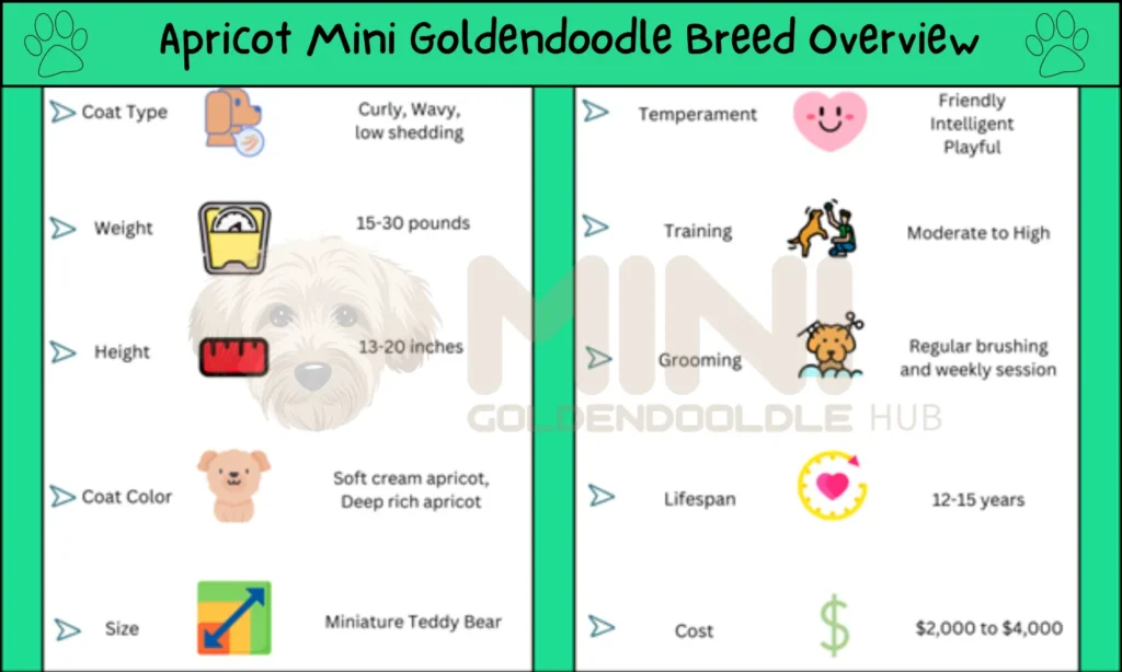 Apricot-Goldendoodle-Breed-Overview