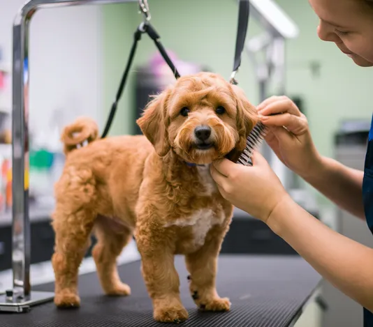 Apricot-Goldendoodle-Grooming